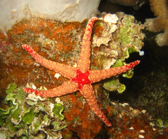  Fromia ghardaquana (Ghardaqa's Brittle Star)